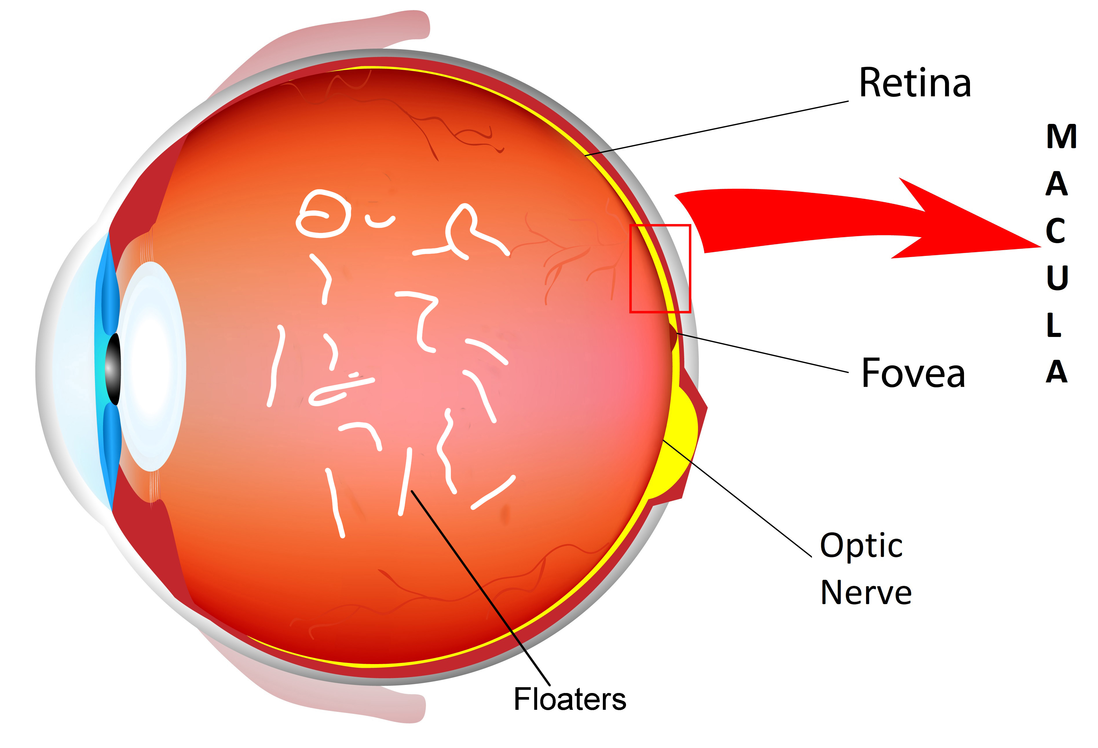 DARWIN EYE CONSULTANTS DARWIN EYE CONSULTANTS